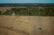 Small section of forest remains amid cleared land